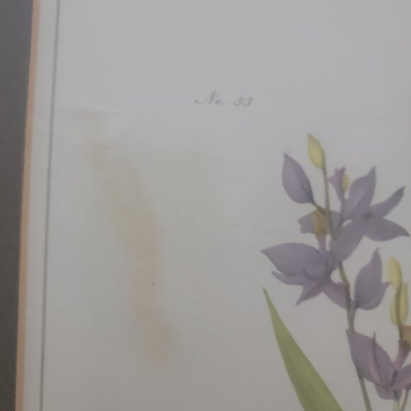 Field Bunting Print of Vintage Lithograph by JJ Audubon Matted & Framed - Picture 9 of 16